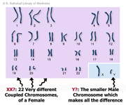 Our chromosomes are not XX or XY