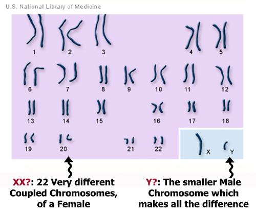 Chromosomes in Microscope